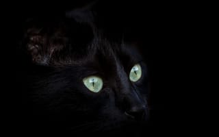 Обои глаза, кот, усы, взгляд, мордочка, кошка, черный