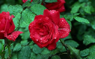 Обои цветы, красная роза, капли дождя, розы, капли