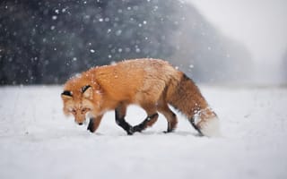 Обои снег, зима, боке, взгляд, лисица, лиса