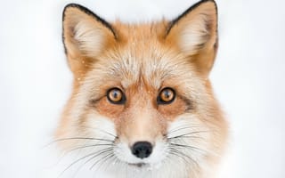 Картинка глаза, белый, морда, животное, лиса, лисица, взгляд