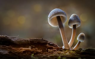Картинка лес, грибы, боке, осень, гриб, sophiaspurgin