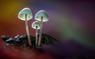 Картинка свет, грибы, лесные грибы, sophiaspurgin, лес