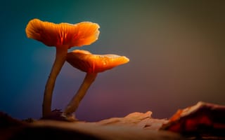 Картинка свет, подсветка, sophiaspurgin, лесные грибы, лес, грибы