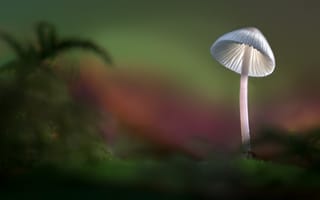Картинка свет, шляпка, осень, гриб, sophiaspurgin, лес