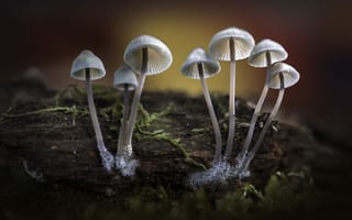 Картинка природа, лес, грибы, осень, sophiaspurgin, шляпки