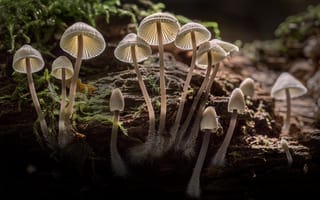 Картинка свет, природа, лес, sophiaspurgin, грибы, шляпки, осень