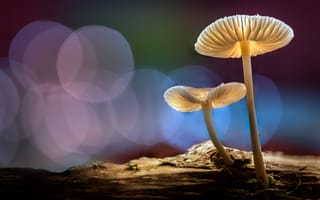 Картинка свет, боке, sophiaspurgin, грибы, шляпки, лес, осень