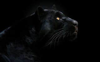 Картинка морда, хищник, черный, взгляд, чёрная пантера, пантера