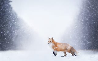Картинка снег, лиса, хвост, лисица, природа, лес, зима