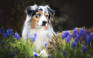 Обои цветы, австралийская овчарка, друг, собака, весна