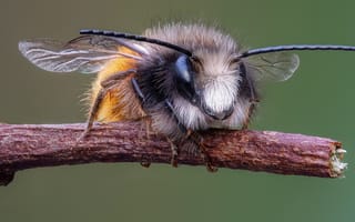 Картинка ветка, крылья, насекомое, усы, мегахилида, макро, пчела