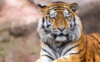 Картинка тигр, морда, глаза, взгляд, хищник
