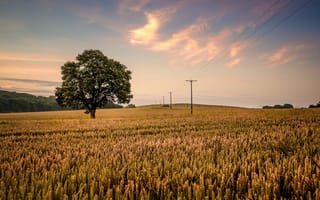 Картинка небо, paul benns, пшеница, колосья, дерево, лэп, облака, поле