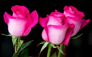 Картинка цветы, бутон, розовый, розы, черный