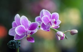 Картинка цветы, соцветие, макро, орхидея, лепестки