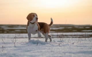 Картинка глаза, снег, поле, зима, собака, взгляд, мордочка, бигль