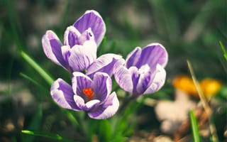 Картинка цветы, поле, крокусы, фиолетовые, шафран, весна