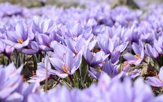 Картинка цветы, поле, фиолетовые, крокусы, весна, шафран
