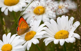 Картинка цветы, бабочка, насекомое, ромашки