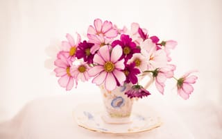 Картинка цветы, букет, космея, блюдце, чашка