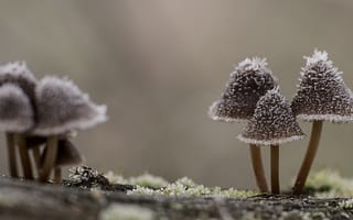 Картинка природа, грибы, шляпки, макро, иней