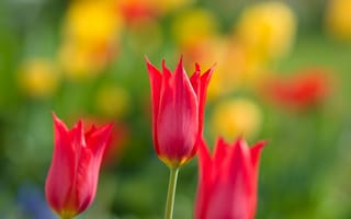 Картинка цветы, тюльпаны, весна, природа, лепестки