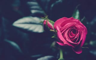Картинка цветок, розовый, роза, бутон
