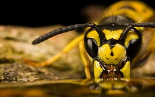 Картинка глаза, насекомое, пчела, усики, макро