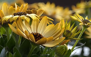 Картинка макро, растение, цветок, желтые, герберы