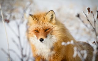 Картинка морда, лисица, рыжая, лиса, животное, взгляд, хитрый взгляд