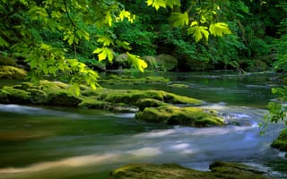 Обои река, зелень, мох, дерево, листья, камни, листва