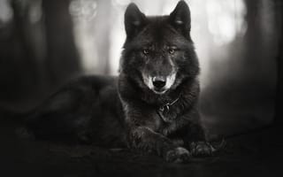 Картинка глаза, izzy, взгляд, черная, собака, морда, чёрно-белое