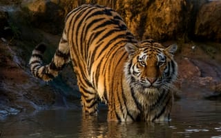 Обои тигр, мокрый, в воде, полосатый, хищник