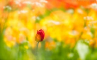 Картинка тюльпан, размытость, весна, цветок