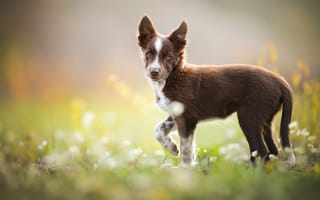 Картинка щенок, бордер-колли, коричневый, tissaia, травка