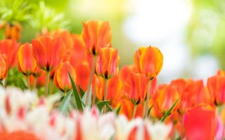 Картинка цветы, тюльпаны, бутоны, боке, весна