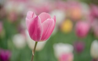 Обои цветок, розовый, весна, тюльпан, лепестки