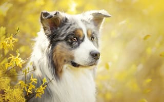 Картинка глаза, аусси, взгляд, цветение, весна, австралийская овчарка, собака
