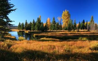 Картинка деревья, осень, горы, сша, гранд-титон, гранд -титон национальный парк, река, вайоминг