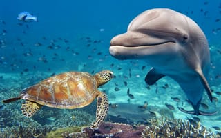 Обои вода, рыбы, черепаха, дельфин, животные, подводный мир