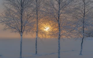 Картинка деревья, иней, солнце, снег, зима, природа