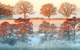 Картинка деревья, утро, рассвет, дымка, туман, осень
