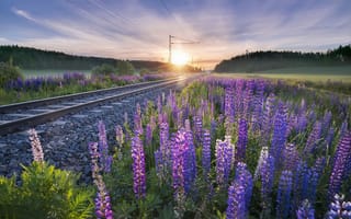 Картинка цветы, железная дорога, утро, люпины, рельсы