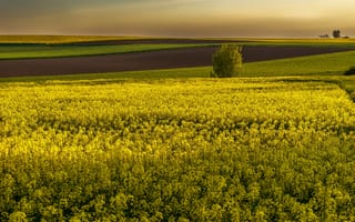 Картинка цветы, горизонт, поля, рапс, желтые