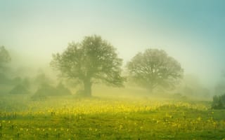 Картинка цветы, туман, деревья, поле