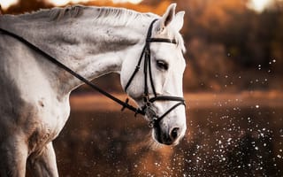 Картинка лошадь, брызги, белая, конь, природа, профиль