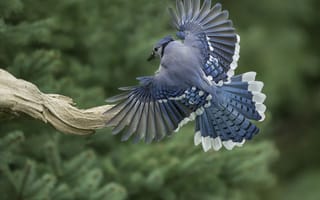 Картинка крылья, перья, коряга, птица, голубая сойка, хвост