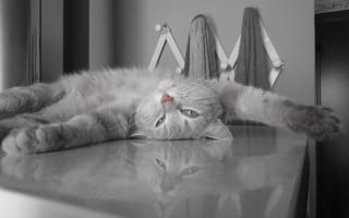 Картинка кот, пушистый, отдыхает, серый
