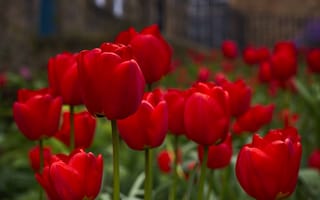 Картинка цветы, бутоны, красные тюльпаны, весна, тюльпаны