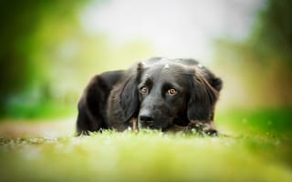 Картинка собака, kedves tamara, травка, боке, the most beautiful eyes, черная, бордер-колли